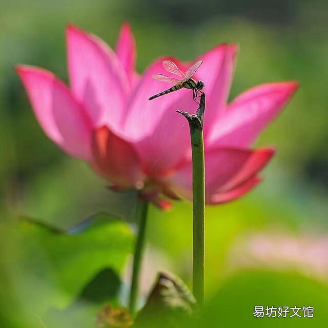 上联:“以梦为马”,求下联?