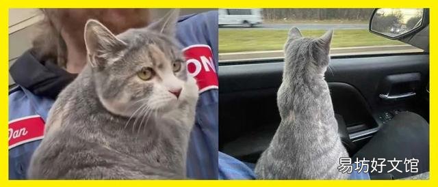 虎斑猫多少钱一只(美短虎斑猫多少钱一只)