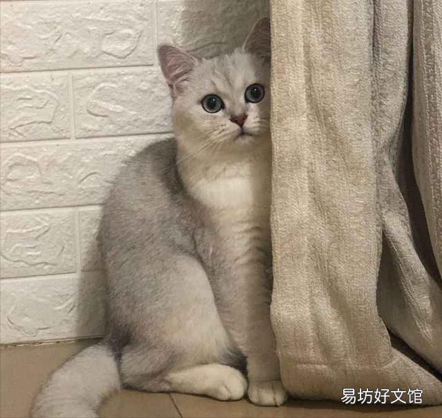 银渐层价格(银渐层价格多少钱一只)