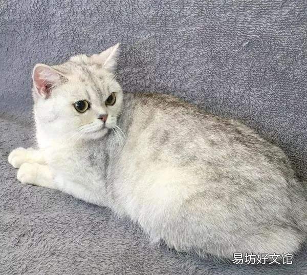 银渐层价格(银渐层价格多少钱一只)