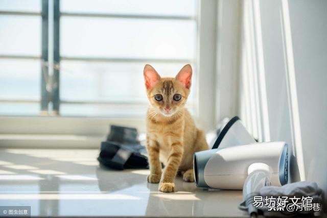 橘猫多少钱一只(中华大橘猫多少钱一只)