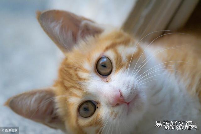 橘猫多少钱一只(中华大橘猫多少钱一只)