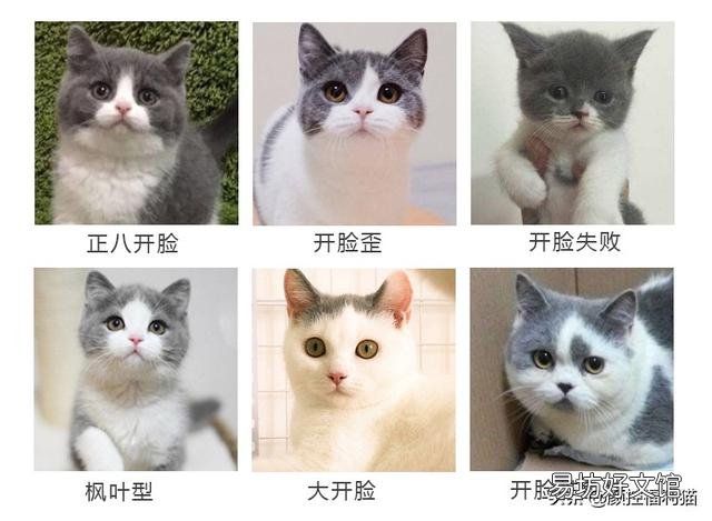 英短蓝白猫(英短蓝白猫多少钱一只)