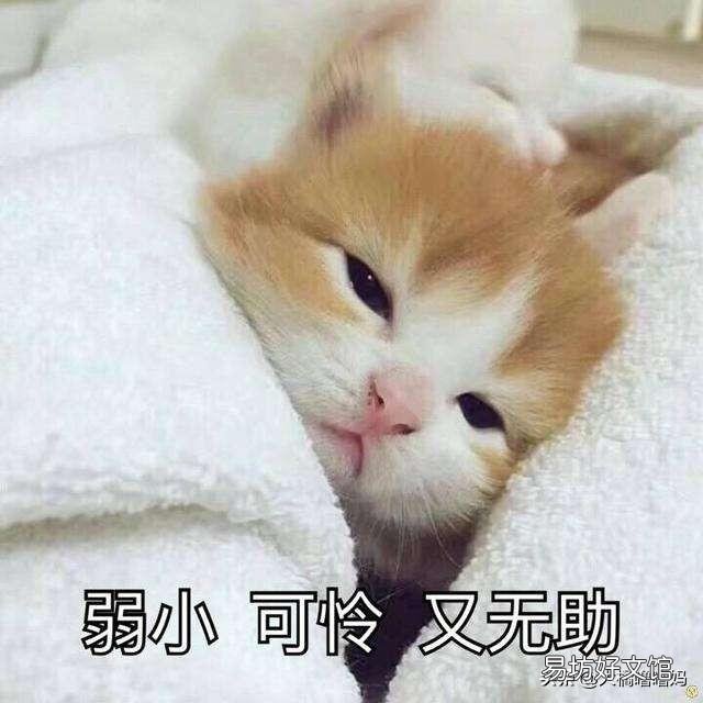 宠物猫多久洗一次澡(猫多久洗一次澡比较好)
