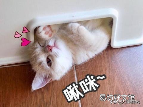 宠物猫多久洗一次澡(猫多久洗一次澡比较好)