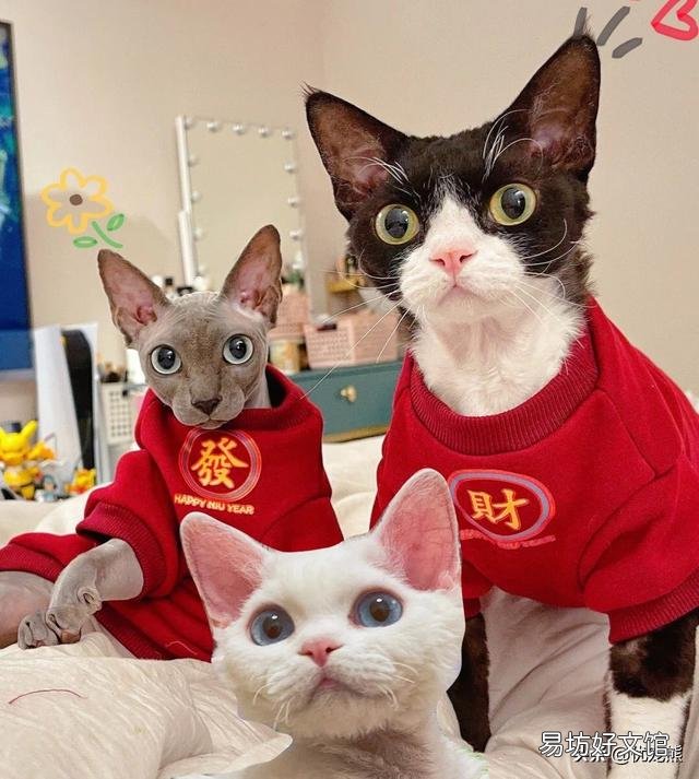 德文卷毛猫多少钱一只(德文卷毛猫国内价格)