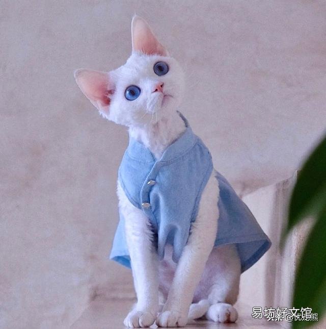 德文卷毛猫多少钱一只(德文卷毛猫国内价格)
