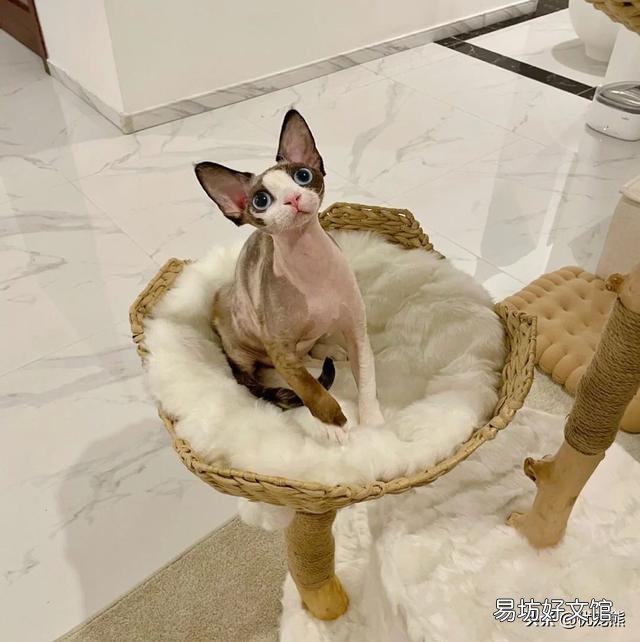 德文卷毛猫多少钱一只(德文卷毛猫国内价格)