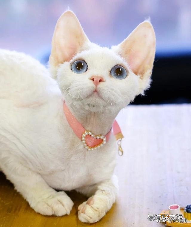 德文卷毛猫多少钱一只(德文卷毛猫国内价格)