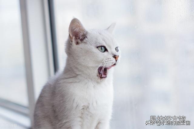 银渐层多少钱(银渐层多少钱一只)