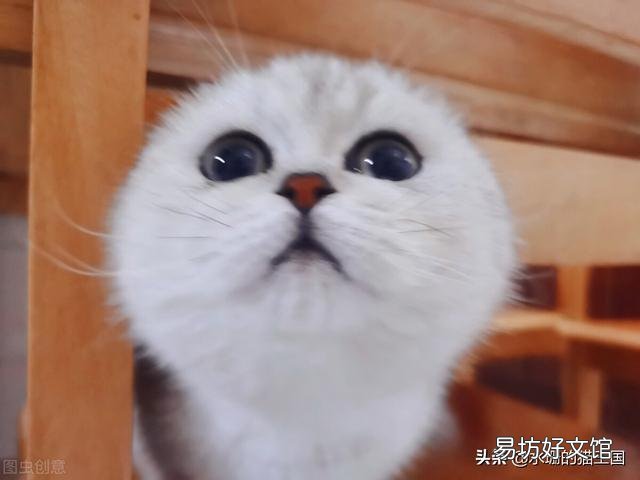 银渐层多少钱(银渐层多少钱一只)