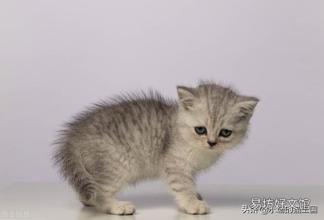 银渐层多少钱(银渐层多少钱一只)