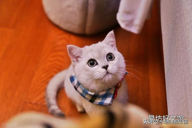 银渐层多少钱(银渐层多少钱一只)