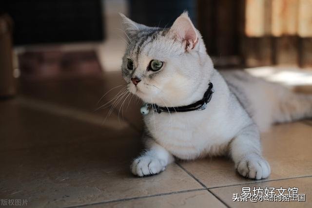 银渐层多少钱(银渐层多少钱一只)