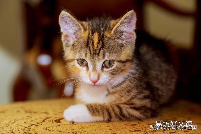 银渐层多少钱(银渐层多少钱一只)