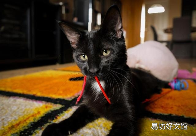 无毛猫多少钱(没有毛的猫多少钱一只?)