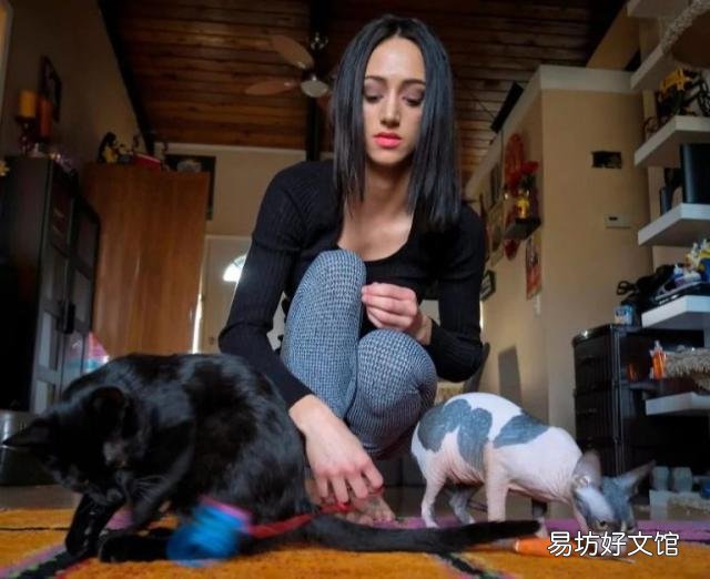 无毛猫多少钱(没有毛的猫多少钱一只?)
