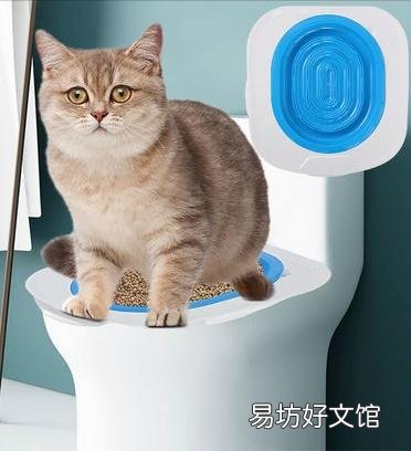 为什么不建议养英短蓝白(英短蓝白好养吗)