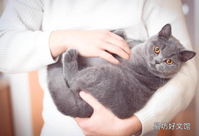 为什么不建议养英短蓝白(英短蓝白好养吗)