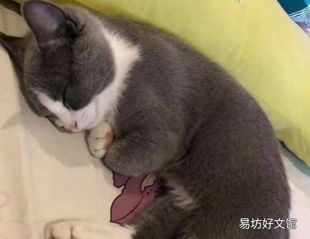 为什么不建议养英短蓝白(英短蓝白好养吗)