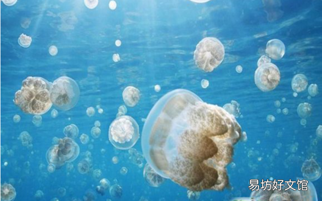 带你全面了解帕劳 帕劳为什么不能去了穿什么衣服
