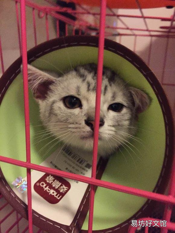 美短猫咪图片与价格(美短猫咪的价格)