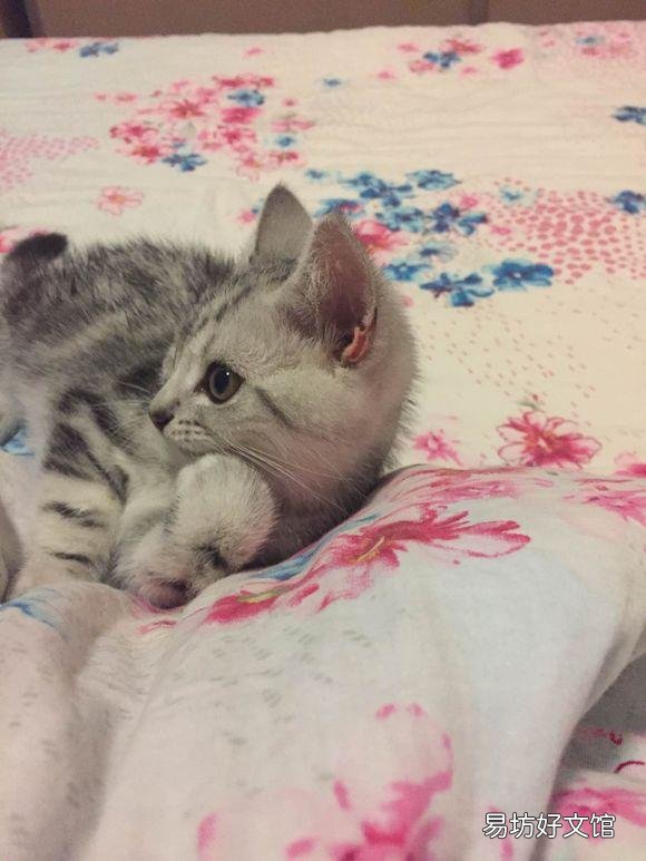 美短猫咪图片与价格(美短猫咪的价格)