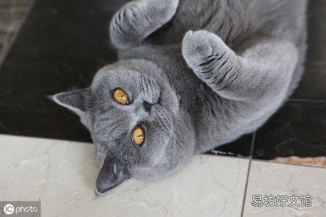 英短蓝猫图片(英短蓝猫图片大全)