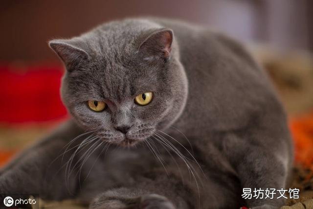 英短蓝猫图片(英短蓝猫图片大全)