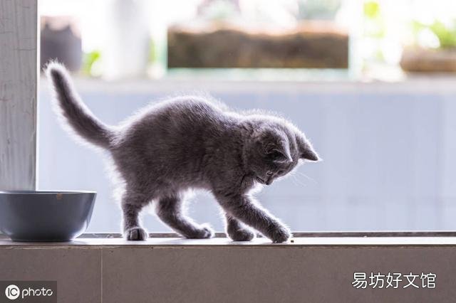 英短蓝猫图片(英短蓝猫图片大全)