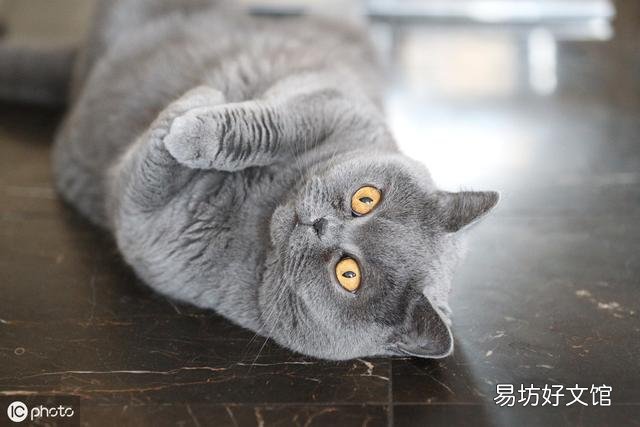 英短蓝猫图片(英短蓝猫图片大全)
