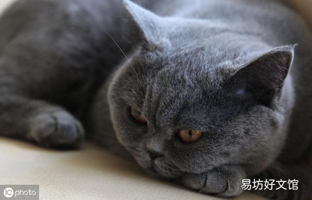英短蓝猫图片(英短蓝猫图片大全)