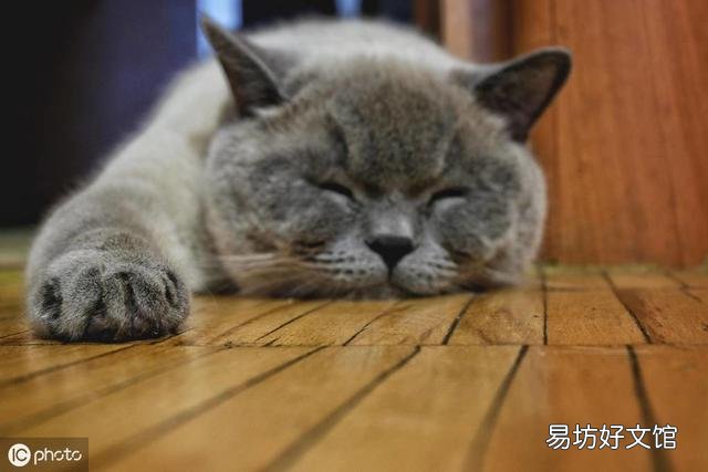 英短蓝猫图片(英短蓝猫图片大全)