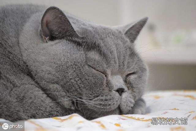 英短蓝猫图片(英短蓝猫图片大全)