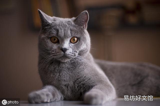 英短蓝猫图片(英短蓝猫图片大全)