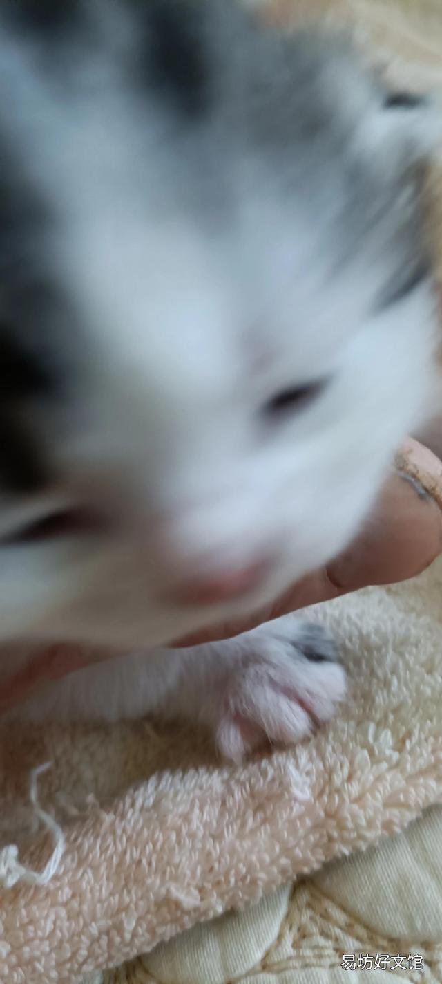 高地蓝猫多少钱一只(高地蓝猫图片)