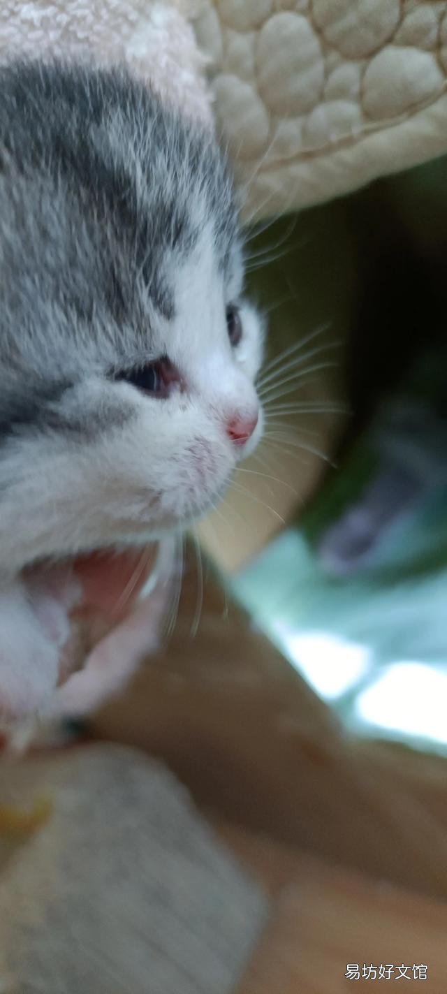 高地蓝猫多少钱一只(高地蓝猫图片)