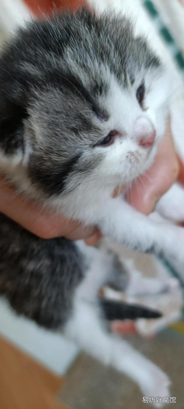 高地蓝猫多少钱一只(高地蓝猫图片)