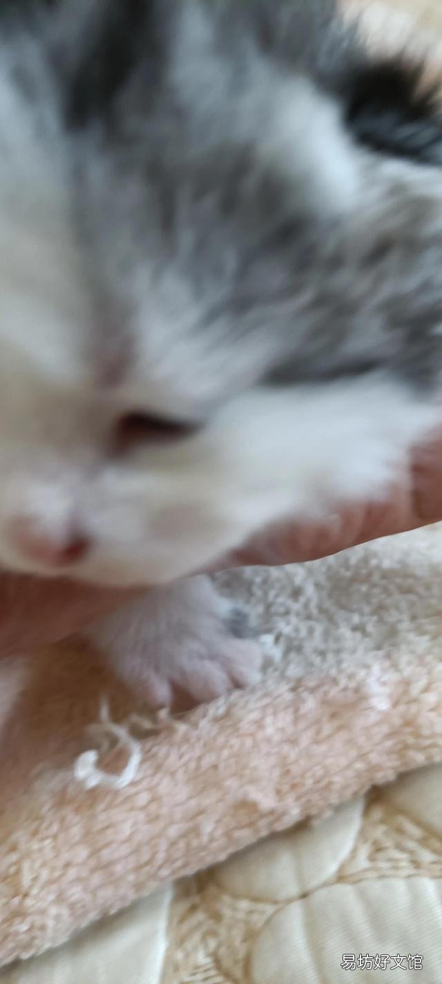 高地蓝猫多少钱一只(高地蓝猫图片)