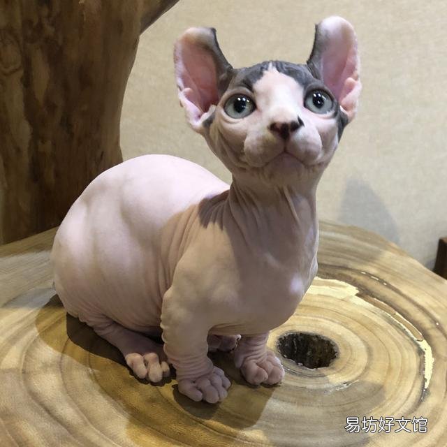 猫不吃猫粮怎么办?猫不吃猫粮是什么原因