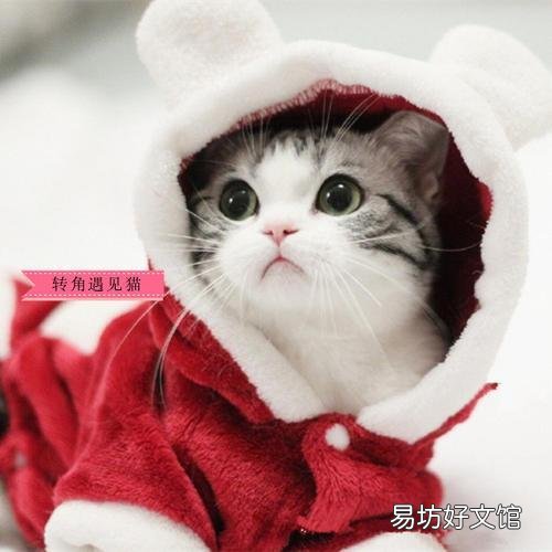猫不吃猫粮怎么办?猫不吃猫粮是什么原因