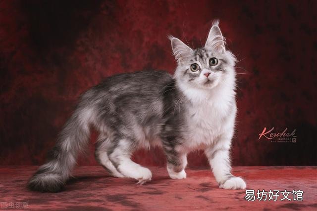 猫不吃猫粮怎么办?猫不吃猫粮是什么原因