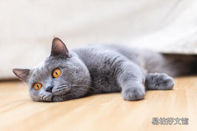 猫不吃猫粮怎么办?猫不吃猫粮是什么原因