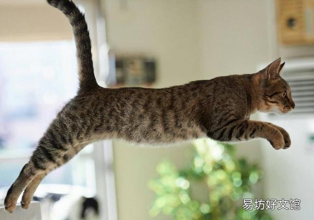 猫不吃猫粮怎么办?猫不吃猫粮是什么原因