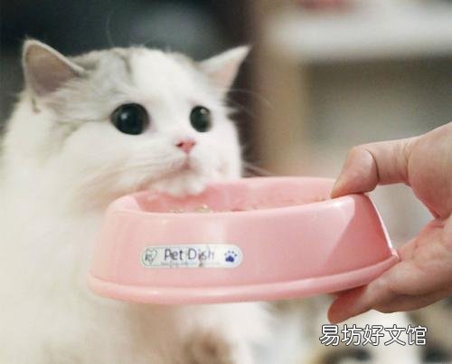 猫不吃猫粮怎么办?猫不吃猫粮是什么原因