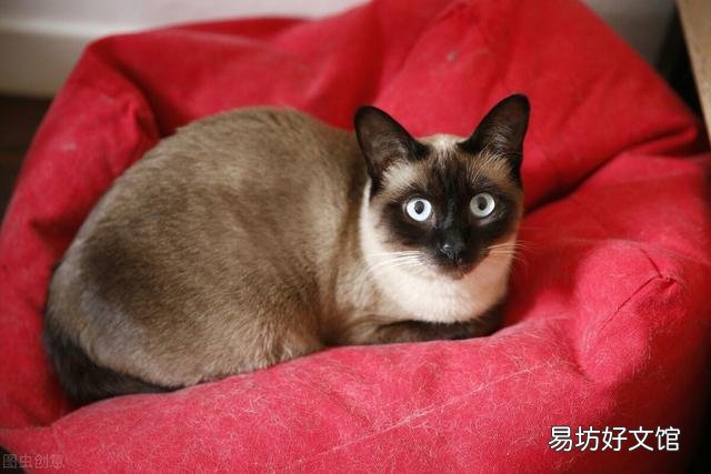猫不吃猫粮怎么办?猫不吃猫粮是什么原因