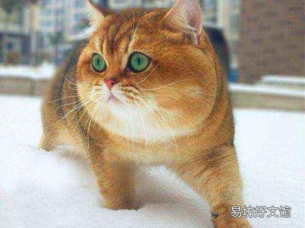 金渐层猫图片(金渐层猫图片可爱)