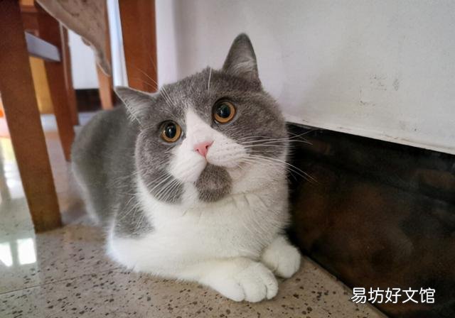 淘宝买猫(淘宝买猫微信交易是真是假)