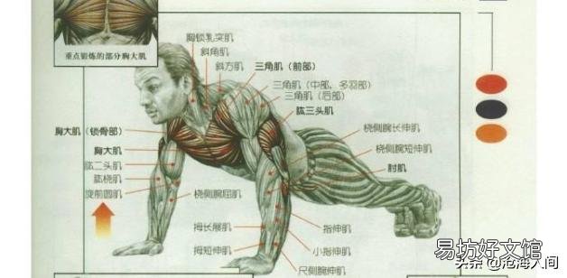日常健身而且每天做俯卧撑为什么胸肌不长？