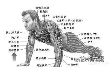 钻石俯卧撑和标准俯卧撑哪个好?